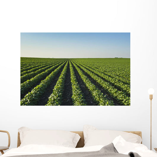 Healthy Green Mid-season Soybean Wall Decal