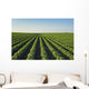 Healthy Green Mid-season Soybean Wall Decal