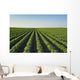 Healthy Green Mid-season Soybean Wall Decal