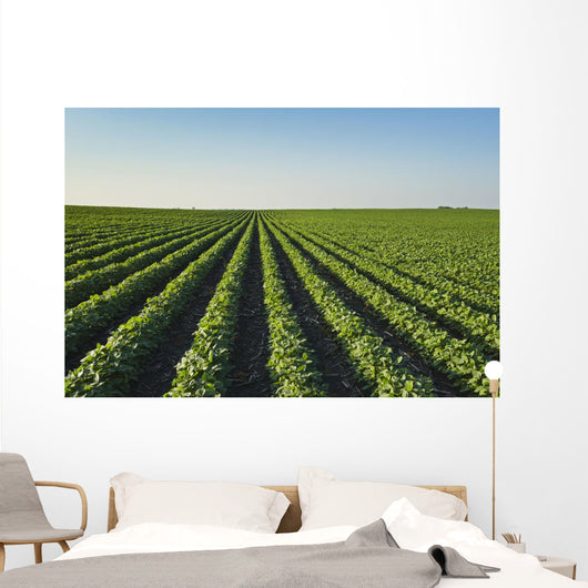 Healthy Green Mid-season Soybean Wall Decal