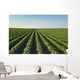 Healthy Green Mid-season Soybean Wall Decal