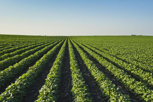 Healthy Green Mid-season Soybean Wall Decal