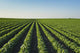 Healthy Green Mid-season Soybean Wall Decal