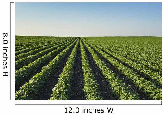 Healthy Green Mid-season Soybean Wall Decal