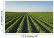Healthy Green Mid-season Soybean Wall Decal