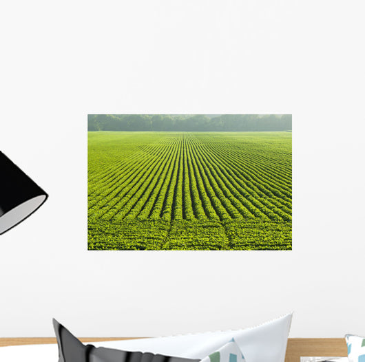 A large field of green soybeans in central Iowa in summer Wall Mural