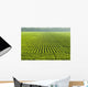 A large field of green soybeans in central Iowa in summer Wall Mural
