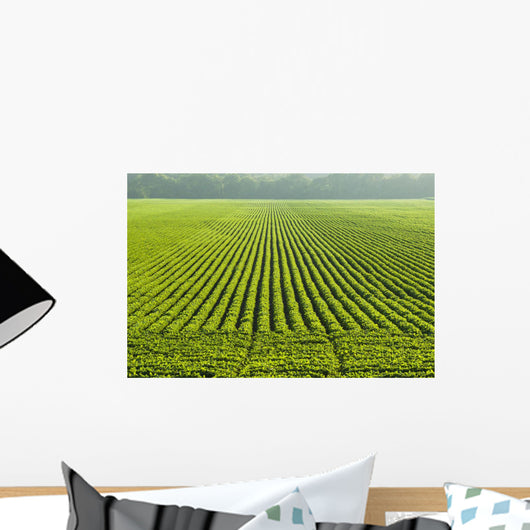 A large field of green soybeans in central Iowa in summer Wall Mural