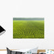 A large field of green soybeans in central Iowa in summer Wall Mural
