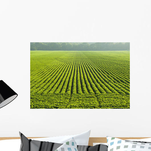 A large field of green soybeans in central Iowa in summer Wall Mural