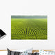 A large field of green soybeans in central Iowa in summer Wall Mural