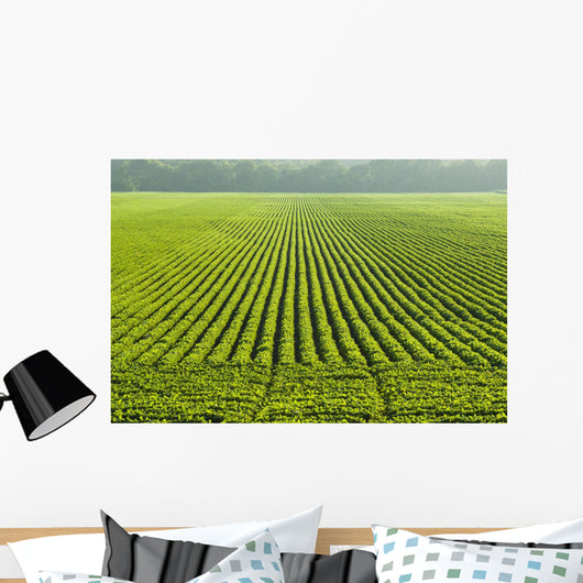 A large field of green soybeans in central Iowa in summer Wall Mural