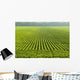 A large field of green soybeans in central Iowa in summer Wall Mural