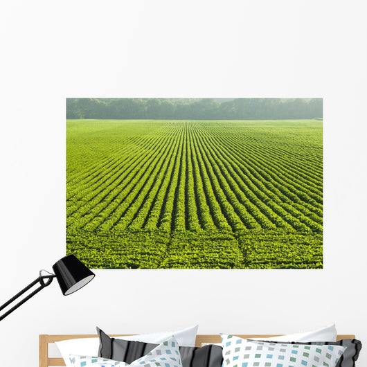 A large field of green soybeans in central Iowa in summer Wall Mural