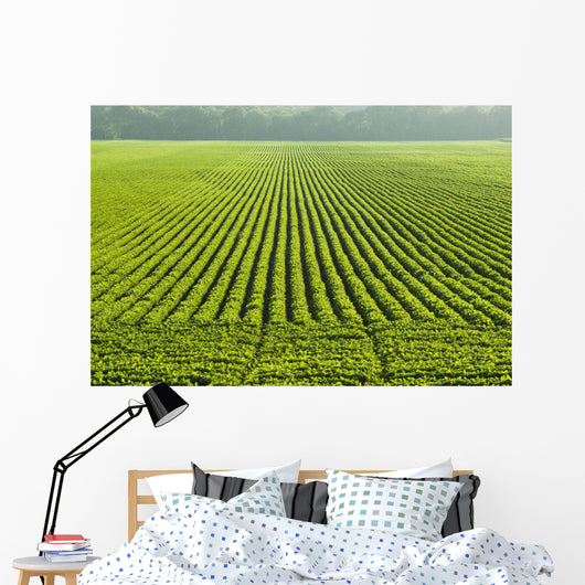 A large field of green soybeans in central Iowa in summer Wall Mural