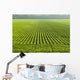 A large field of green soybeans in central Iowa in summer Wall Mural