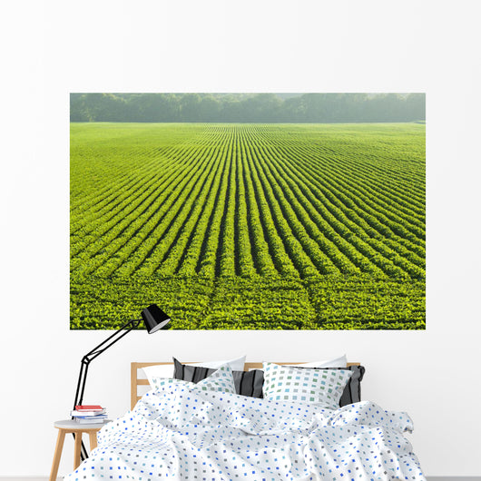 A large field of green soybeans in central Iowa in summer Wall Mural