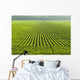 A large field of green soybeans in central Iowa in summer Wall Mural