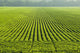 A large field of green soybeans in central Iowa in summer Wall Mural