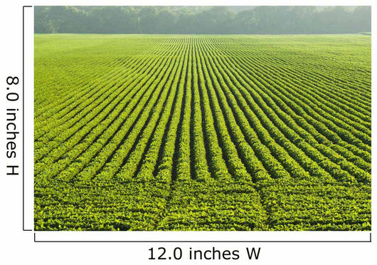 A large field of green soybeans in central Iowa in summer Wall Mural