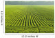 A large field of green soybeans in central Iowa in summer Wall Mural