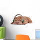 Shar-Pei Music Dreams Wall Decal