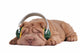 Shar-Pei Music Dreams Wall Decal