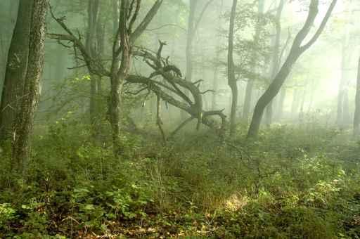 Fog Forest Wall Decal