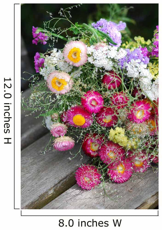 Helichrysum (Helichrysum bracteatum) Wall Mural