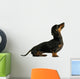 black dachshund sausage dog puppy on a white background Wall Decal