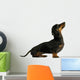 black dachshund sausage dog puppy on a white background Wall Decal