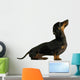 black dachshund sausage dog puppy on a white background Wall Decal