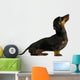 black dachshund sausage dog puppy on a white background Wall Decal
