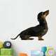 black dachshund sausage dog puppy on a white background Wall Decal