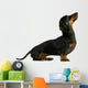 black dachshund sausage dog puppy on a white background Wall Decal