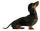 black dachshund sausage dog puppy on a white background Wall Decal