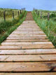 Dune Boardwalk Wall Decal