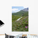 Les Centaurees Domine La Wall Mural