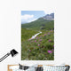 Les Centaurees Domine La Wall Mural