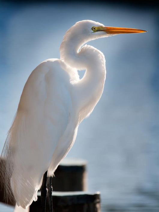 White Egret Dock