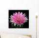 Pink and White Chrysanthemum on Black Background Wall Mural
