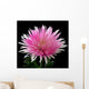 Pink and White Chrysanthemum on Black Background Wall Mural