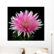 Pink and White Chrysanthemum on Black Background Wall Mural