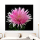 Pink and White Chrysanthemum on Black Background Wall Mural