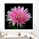 Pink and White Chrysanthemum on Black Background Wall Mural