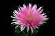 Pink and White Chrysanthemum on Black Background Wall Mural