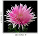 Pink and White Chrysanthemum on Black Background Wall Mural