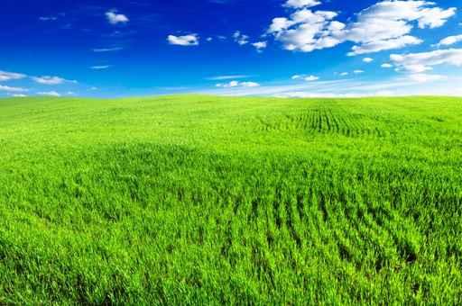 Spring Field Wall Decal