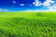 Spring Field Wall Decal