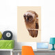 Young Long-eared Owl Wall Decal